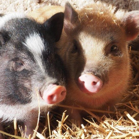 Schweine | Hinrichs Ostsee Bauernhof